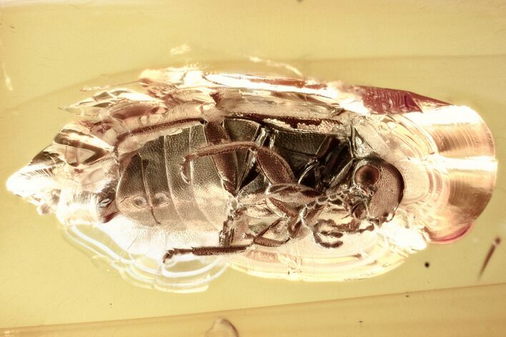 Detailed Fossil Marsh Beetle (Scirtidae) in Baltic Amber #346602